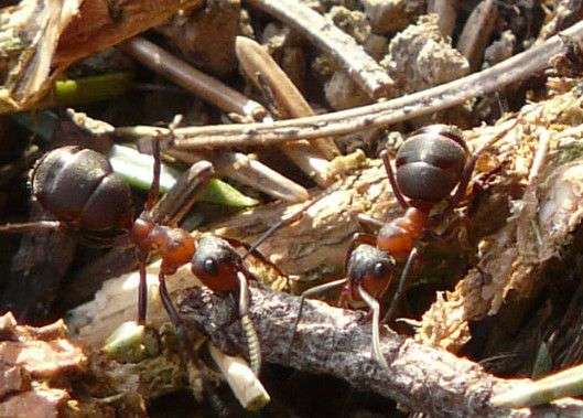 Formica Ants