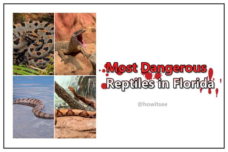 Most Dangerous Reptiles in Florida