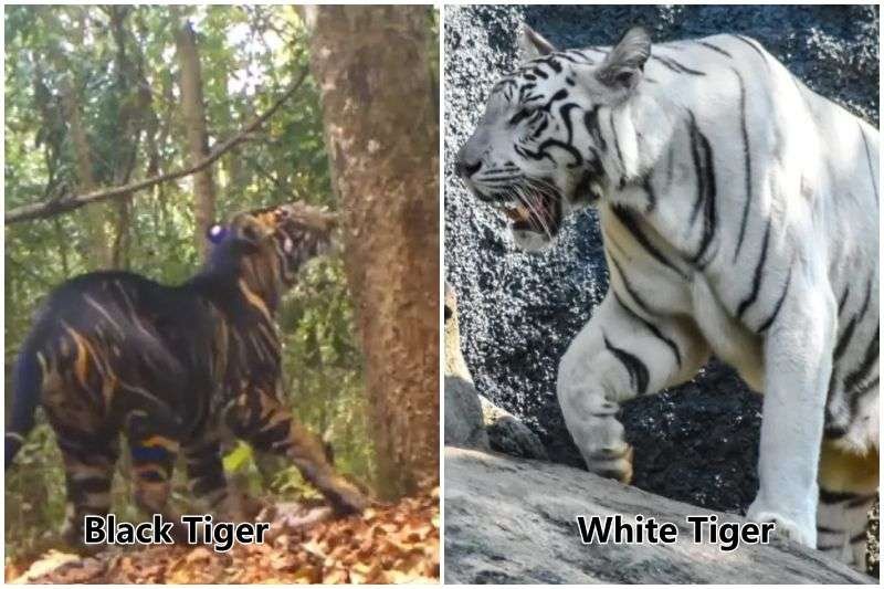 🔥 White tiger cub with a rare black complexion. : r