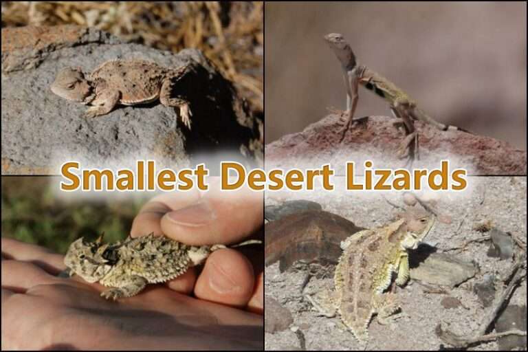 Smallest Desert Lizards