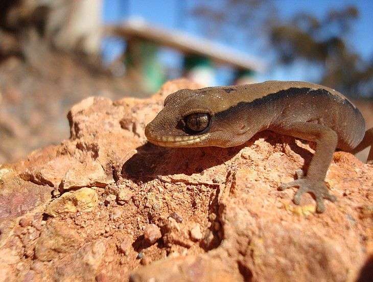 Western clawless gecko