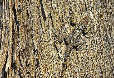 Camouflage by Lizard