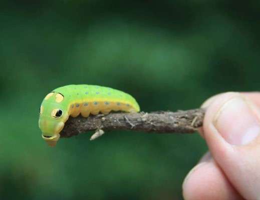 Mimicry by Caterpillar