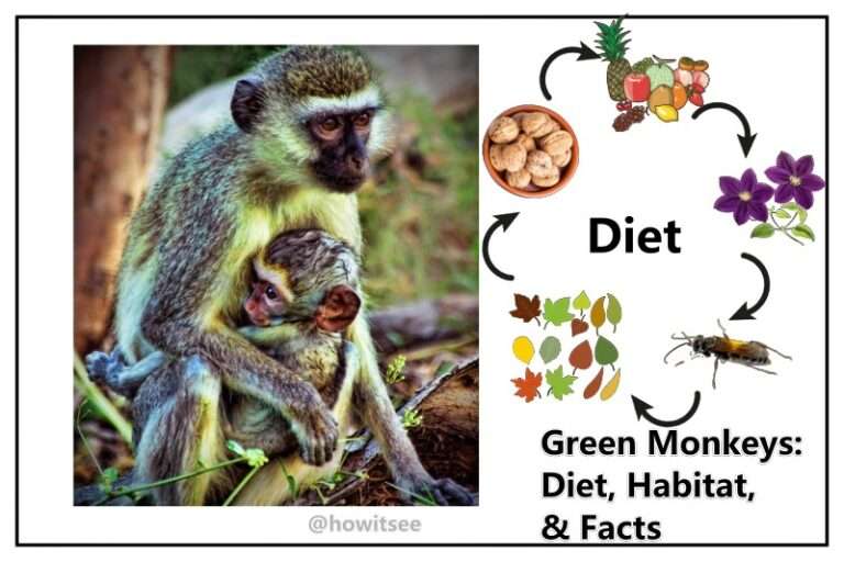 What do Green Monkeys Eat