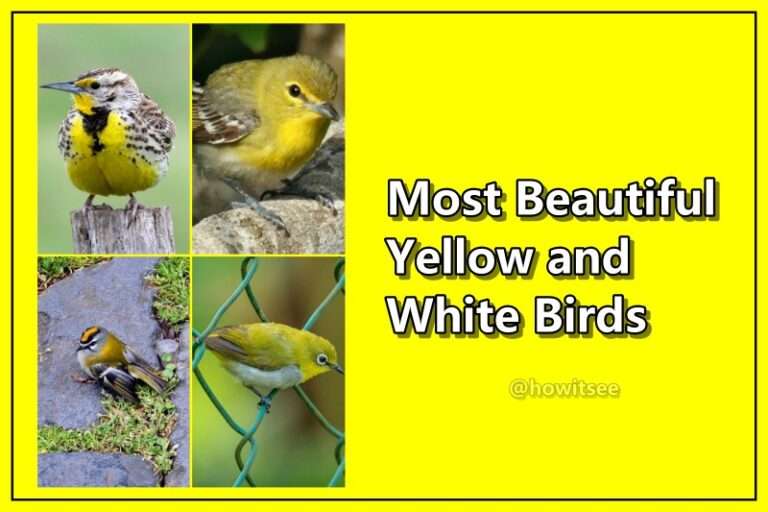 Yellow and White Birds