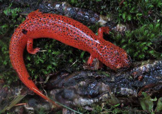 Red Salamanders