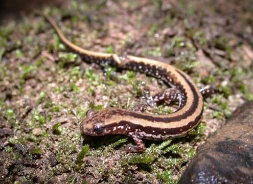 Three-lined Salamanders