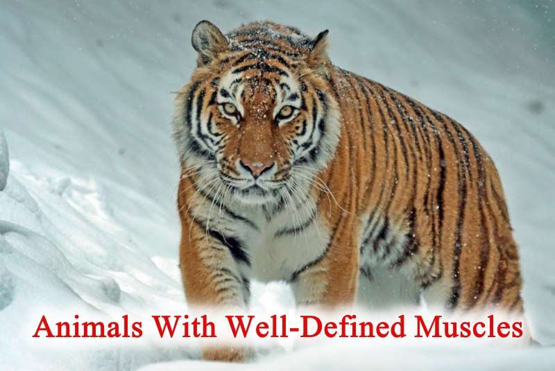 Animals With Well-Defined Muscles