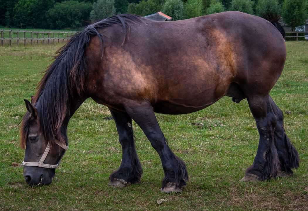 Belgian Draft horses
