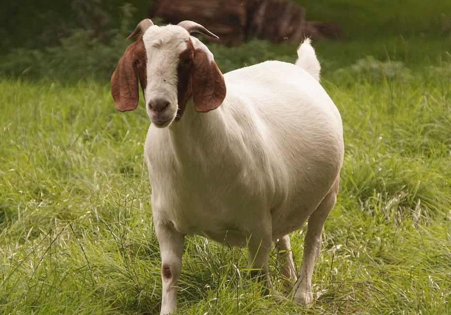 Boer goat