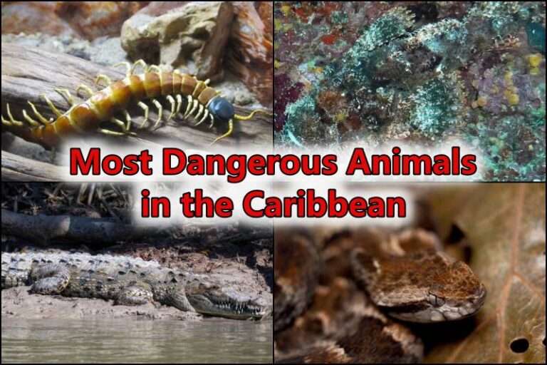 Animals in the Caribbean