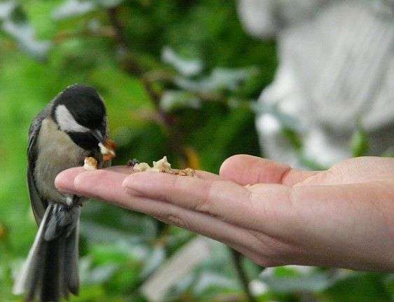 Best Practices for Feeding Wild Birds in Summer