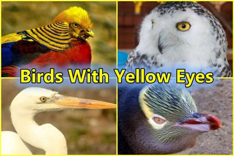 Birds With Yellow Eyes