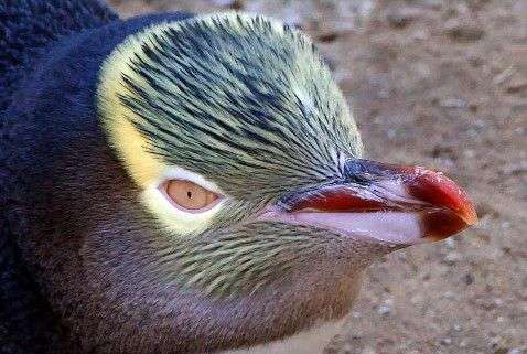 Yellow-Eyed Penguin