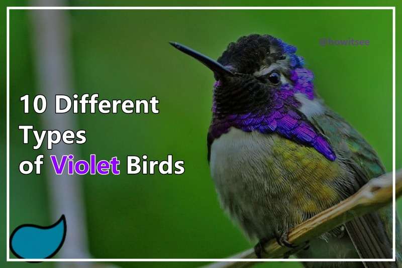 Violet Birds