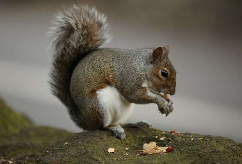 Don'ts of Feeding Squirrels in Summer