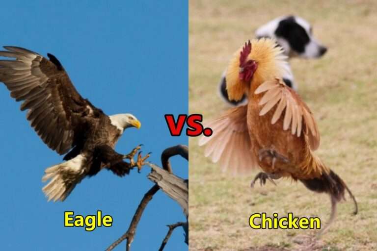 Eagle vs Chicken