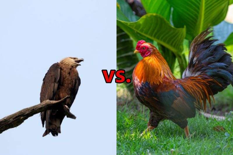 Eagle vs Chicken