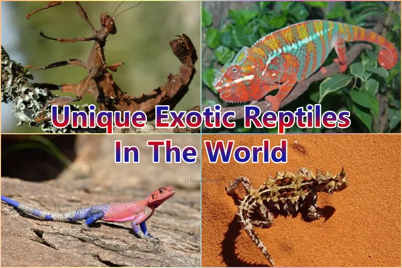 Exotic Reptiles