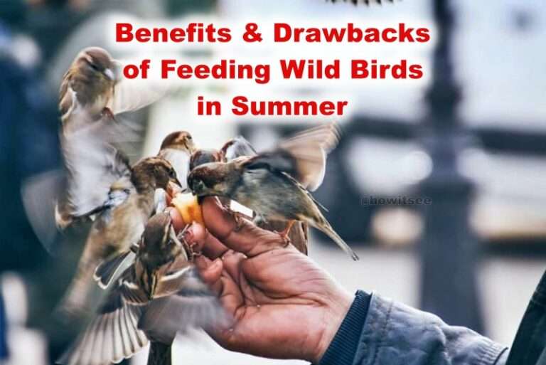 Feeding Wild Birds in Summer