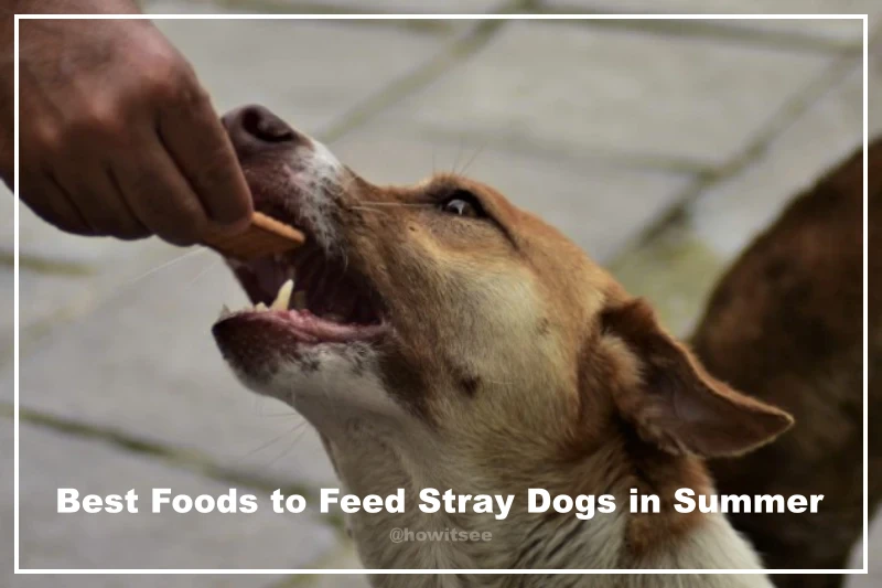 Foods to Feed Stray Dogs in Summer