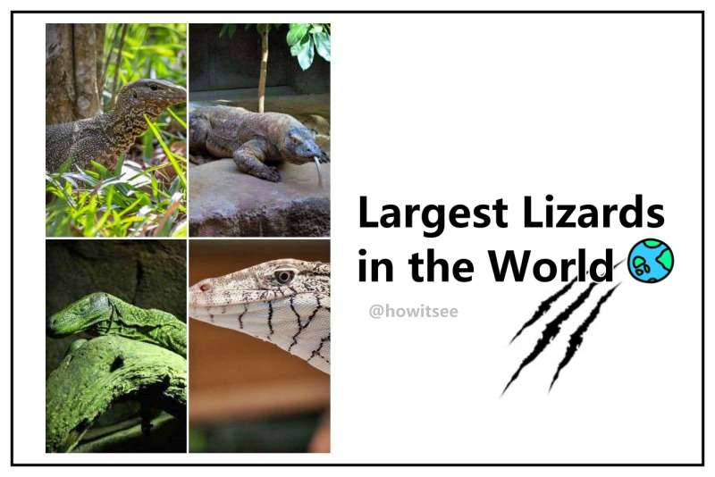 Largest Lizards in the World
