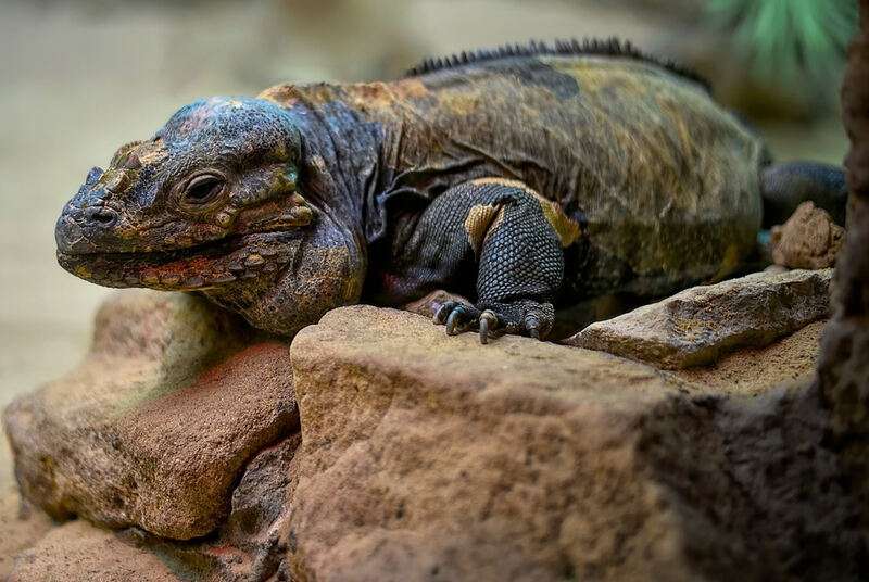 Rhiniceros Iguana