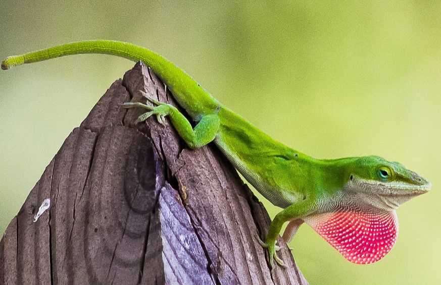 List 6 Poisonous Lizards In Florida Best BSS News   Lizards In Florida Anole Lizards 