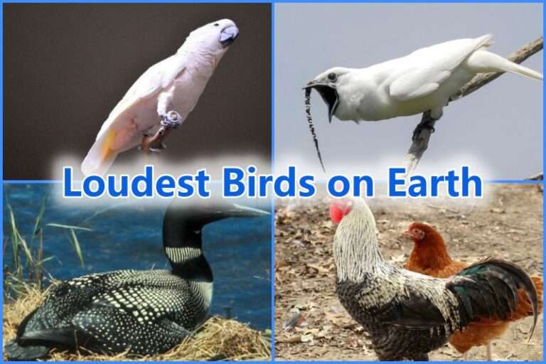 Loudest Birds on Earth