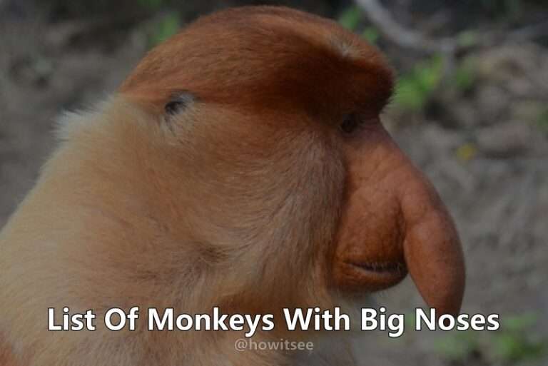 Monkey With Big Nose