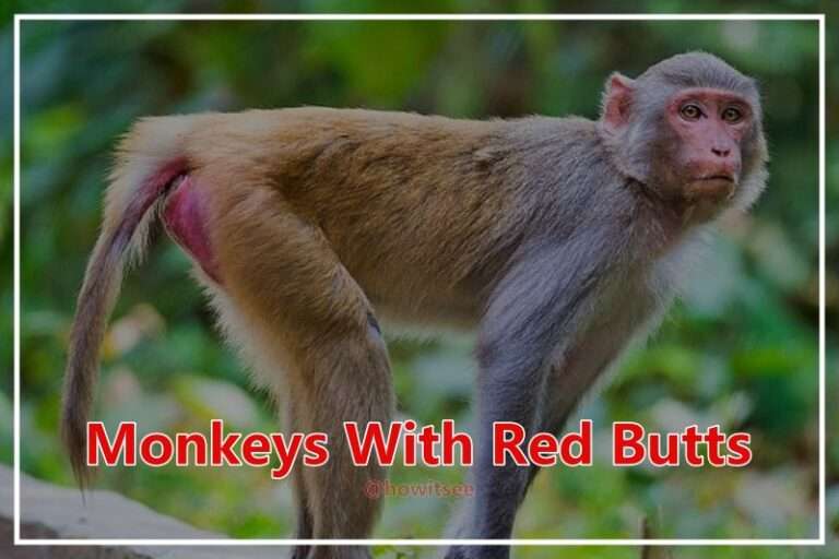 Monkey With Red Butt