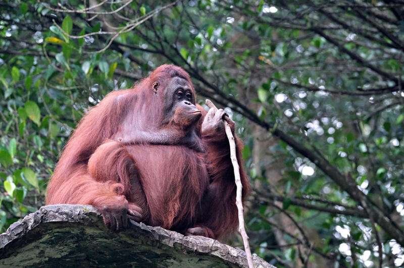 Bornean Orangutan