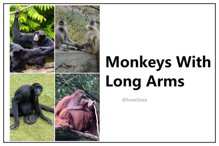 Monkeys With Longest Arms