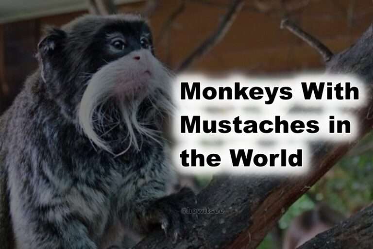 Monkeys With Mustaches in the World