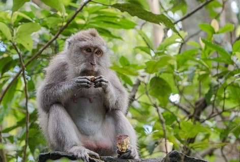 Balinese Long Tailed Macaques