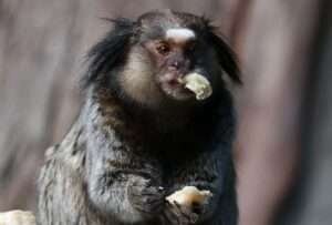 Discover 10 Monkeys With Mustaches in the World (With Pictures) - HowitSee