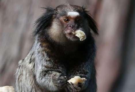 Black-tufted marmoset 