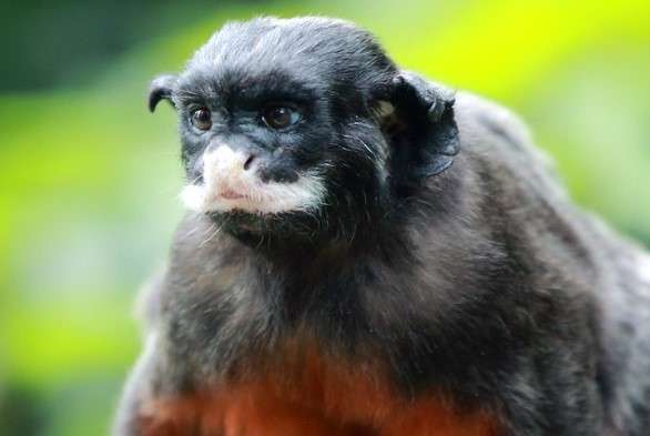 Red-bellied tamarin