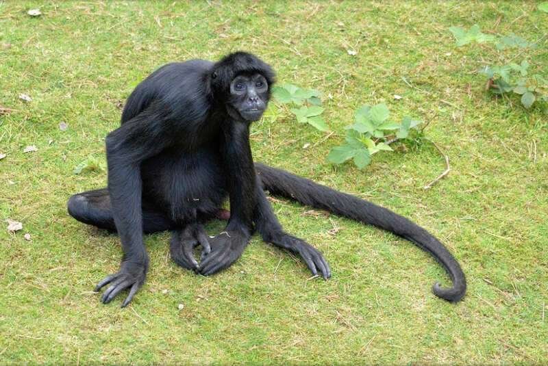 Black headed Spider Monkey