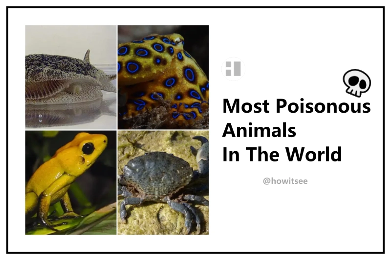 Most Poisonous Animals In The World