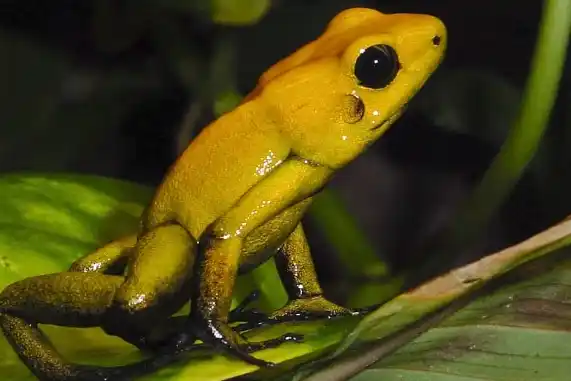 Black-Legged Poison Dart Frog
