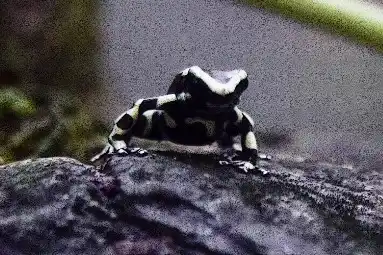 Lovely Poison Frog