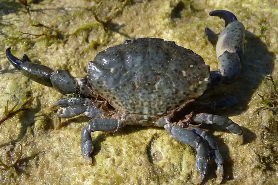 Xanthid Crab