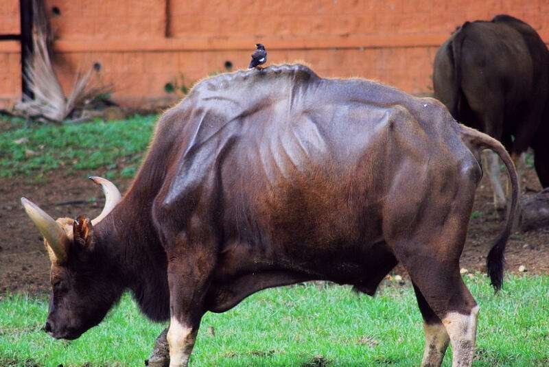 Indian Bison