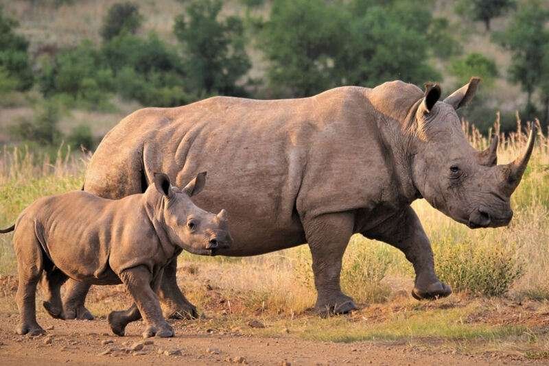 White Rhinoceros