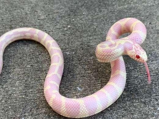 Albino Banded California King Snake 