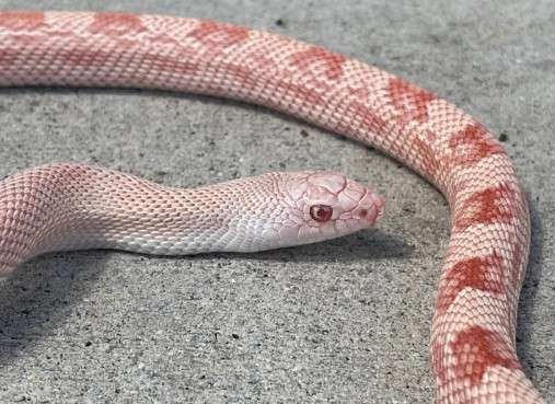 Albino Southern Pine Snake 
