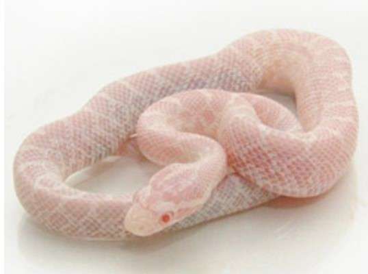 Snow Emoryi Rat Snake 
