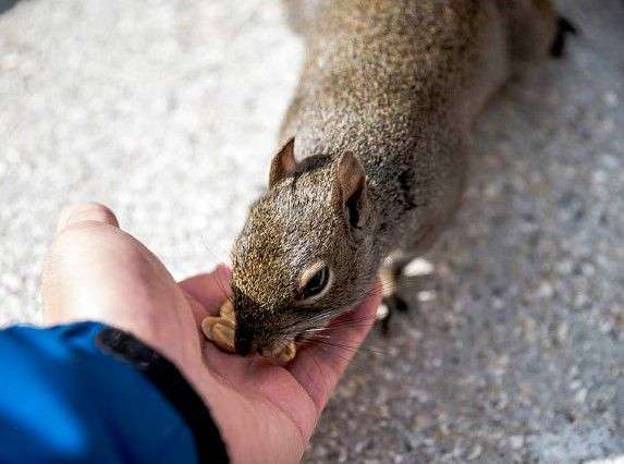 Points to Consider While Feeding Squirrels 