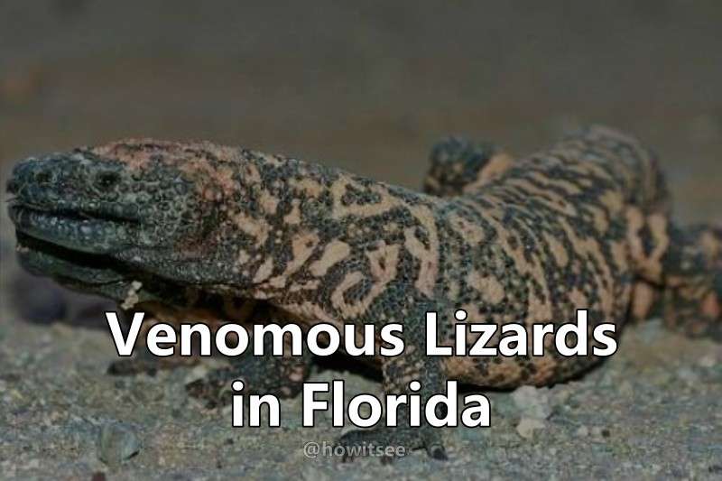 Lizards in Florida